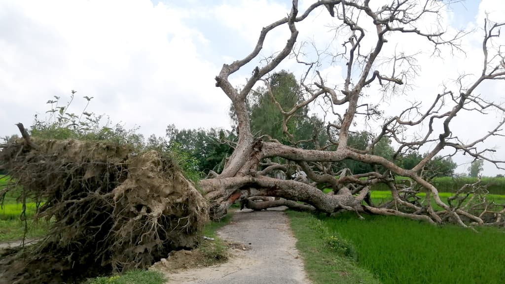 বগুড়ায় গাছ পড়ে চলাচল ব্যাহত, দুর্ভোগে আট গ্রামের মানুষ