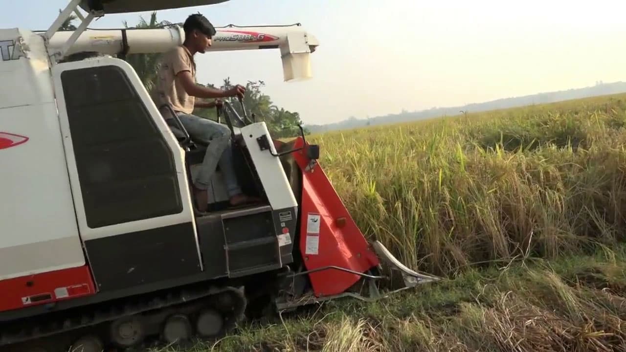 ধান সংগ্রহ শুরু হয়নি ১ মাসেও