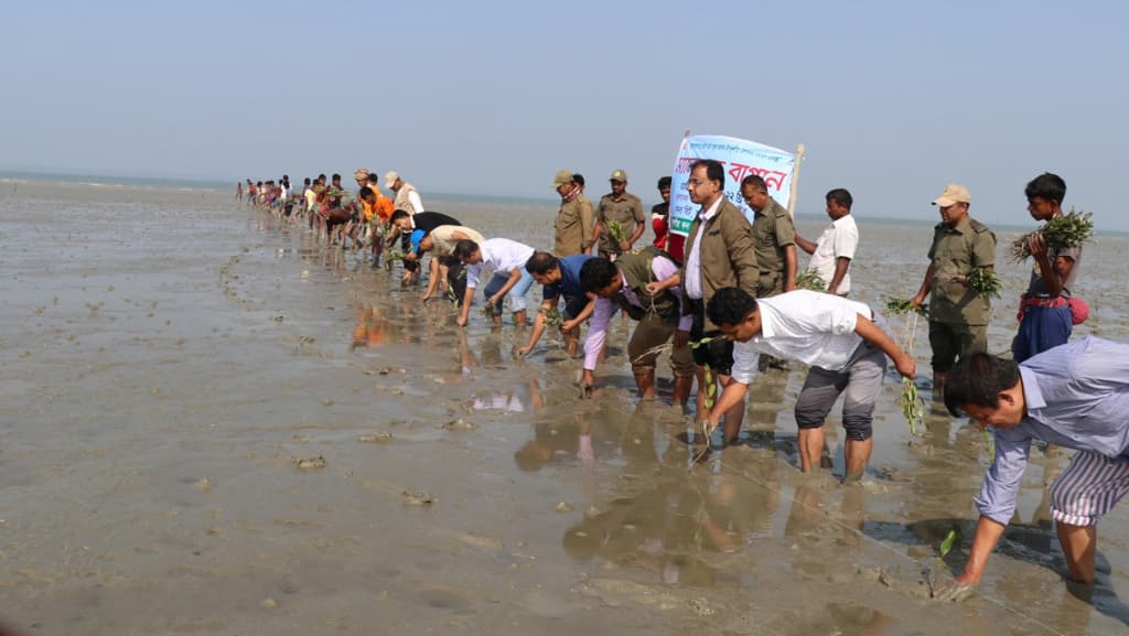 বঙ্গোপসাগরে জেগে ওঠা চরে কেওড়াগাছ রোপণ