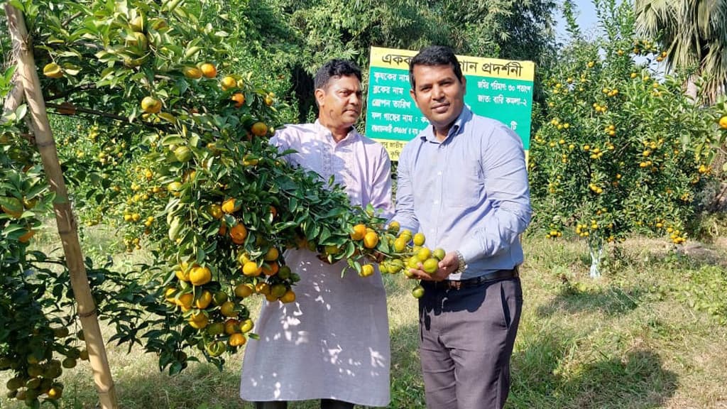 কমলা চাষে ভাগ্যবদলের আশা দম্পতির