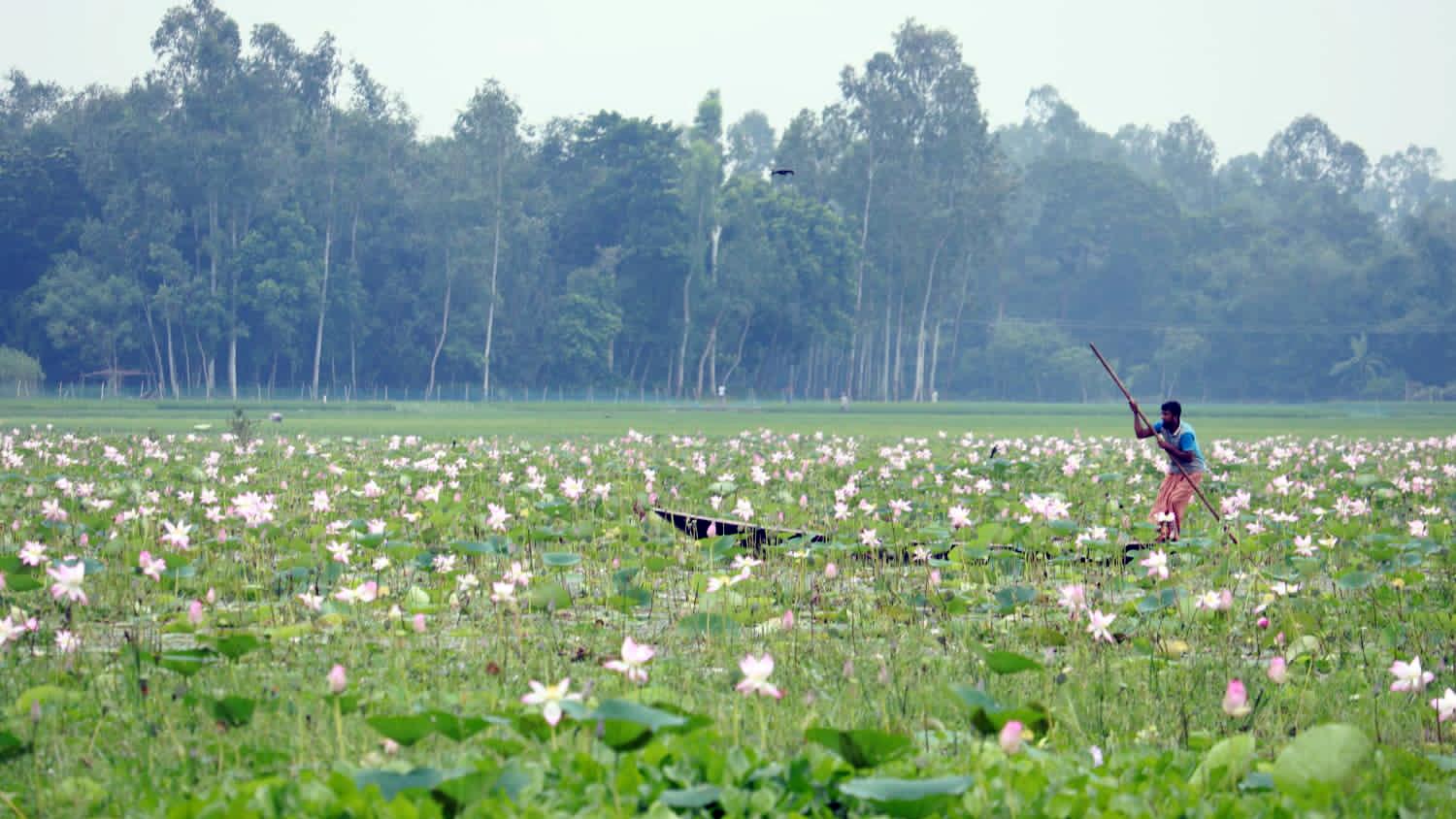 বিস্তীর্ণ বিলে পদ্মের ডাক