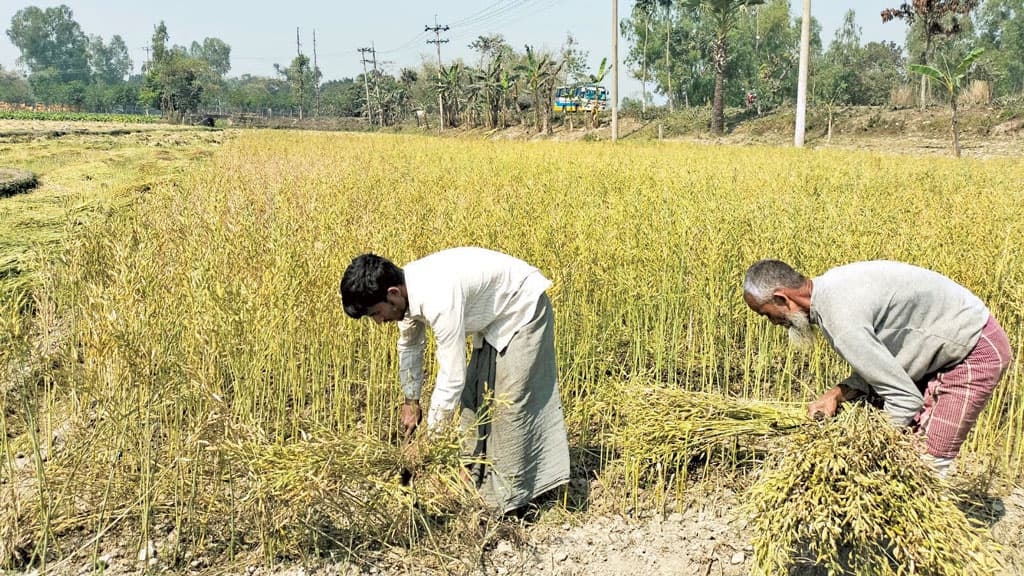 সরিষায় আশা চাষিদের