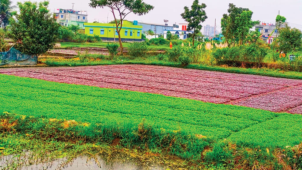 শীতের সবজিতে বর্ণিল খেত