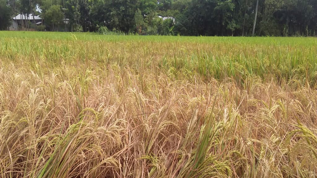 পোকার আক্রমণে বিবর্ণ ধান