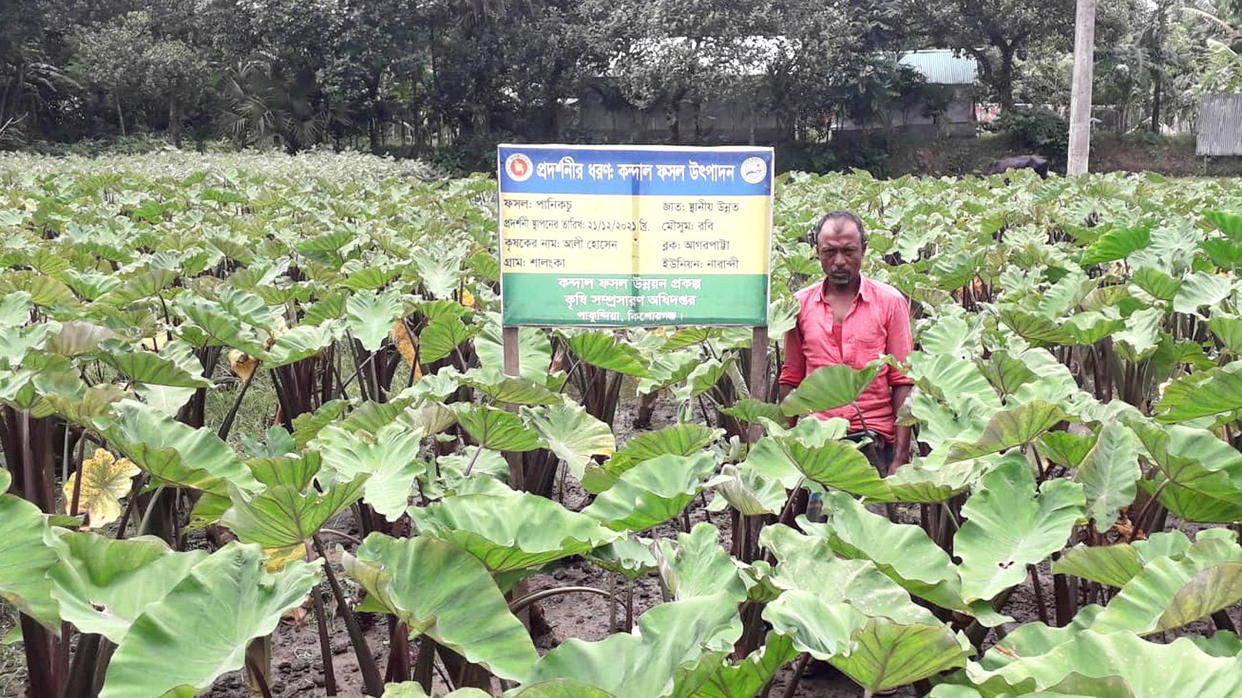 পতিত জমিতে কচু চাষ করে সফল পাকুন্দিয়ার আলী