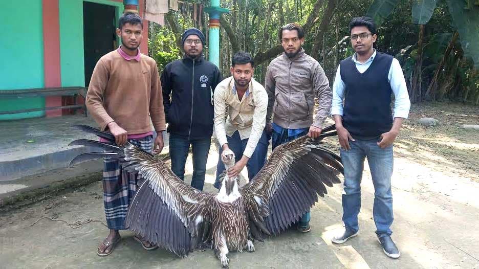 বিশ্বে ৯৯% ‘বাংলা শকুন’ বিলুপ্ত, বাংলাদেশে আশার আলো