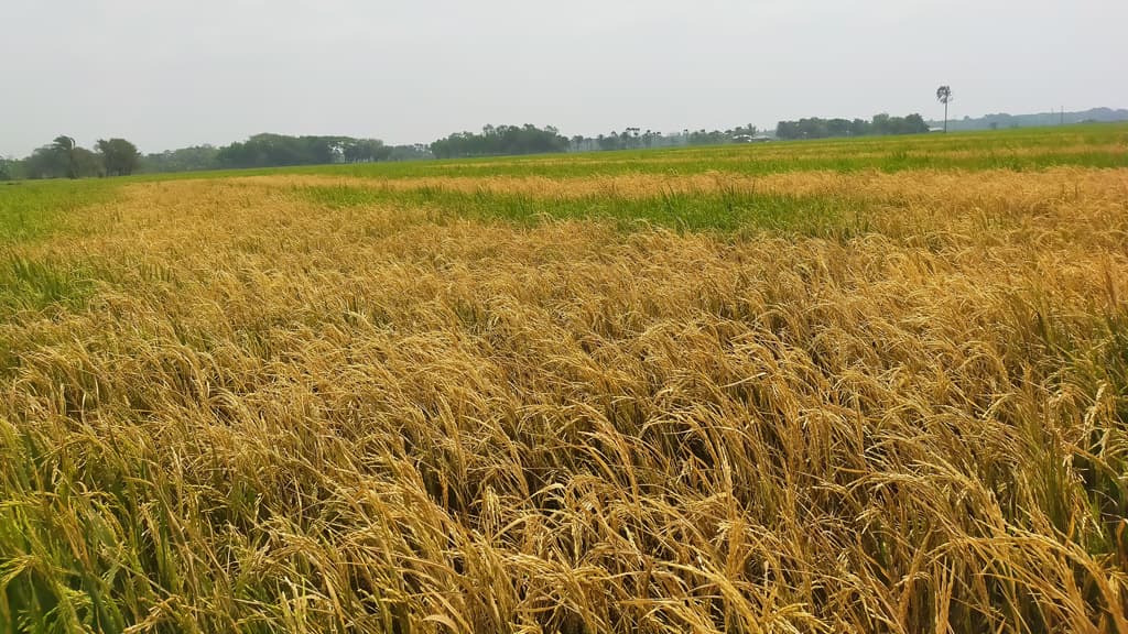 ফসলের সঙ্গে শত্রুতা