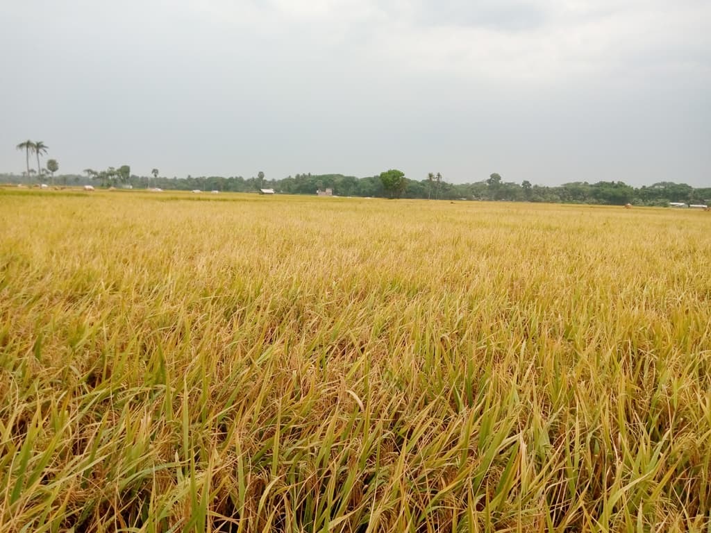 মাঠ জুড়ে পাকা ধান, শ্রমিক সংকটে মনিরামপুরের কৃষকেরা