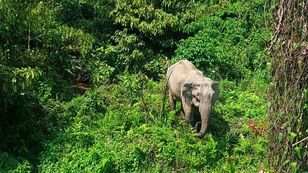 অবশেষে চিকিৎসা পেল সেই অসুস্থ হাতি