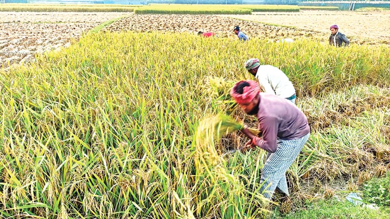 ধান কাটায় ব্যস্ত কৃষক