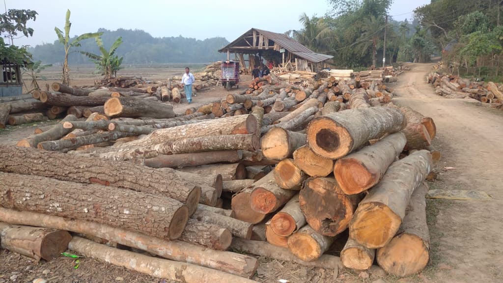 ১৭ করাতকলের ১৩টিই অবৈধ