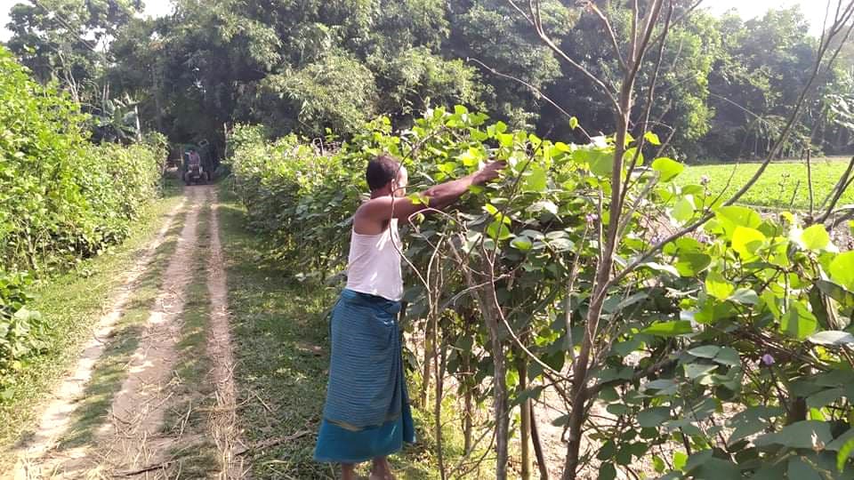 রাস্তার পাশে সবজি চাষে লাভবান হচ্ছেন কৃষক