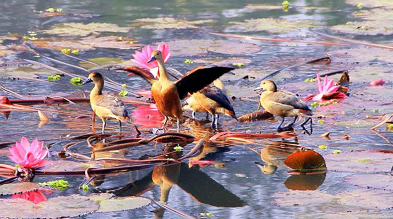 অতিথি পাখির কলতানে মুখর চাঁদপুরের চরাঞ্চল