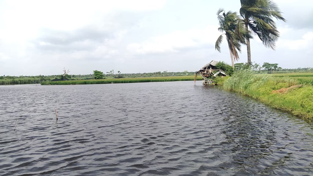 স্লুইসগেট দিয়ে পানি ঢুকে মাছের ঘের ও ধান প্লাবিত