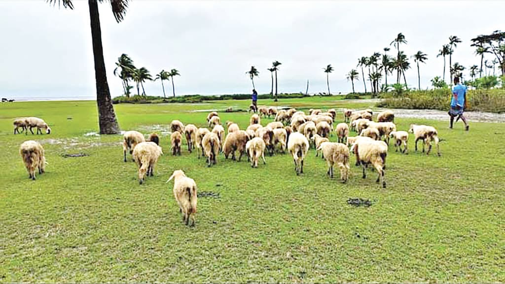 নতুন চরে জাগছে সন্দ্বীপবাসীর স্বপ্ন