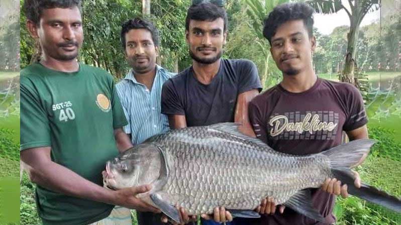 দুর্গাসাগর দীঘিতে ধরা পড়ল ৩০ কেজির কাতলা মাছ