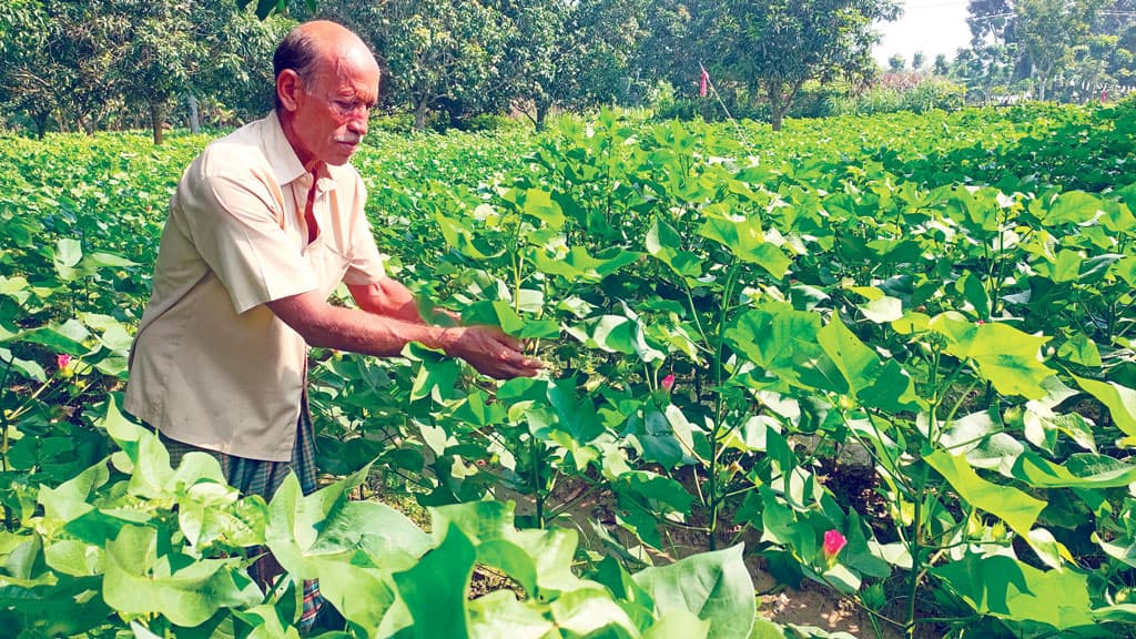 সাথি ফসলে তুলা চাষ