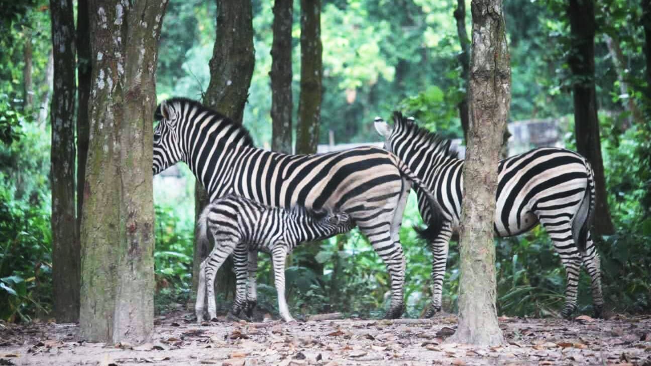 ল্যাব পরীক্ষায় জেব্রার খাবার ঘাসে মিলল সিসার উপস্থিতি 