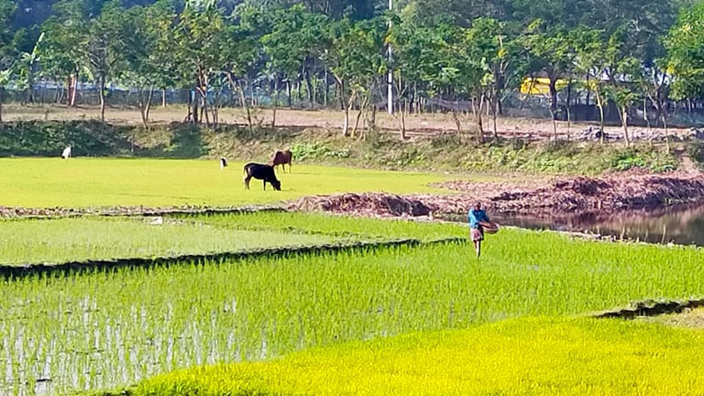 বোরোর আবাদে নতুন স্বপ্ন