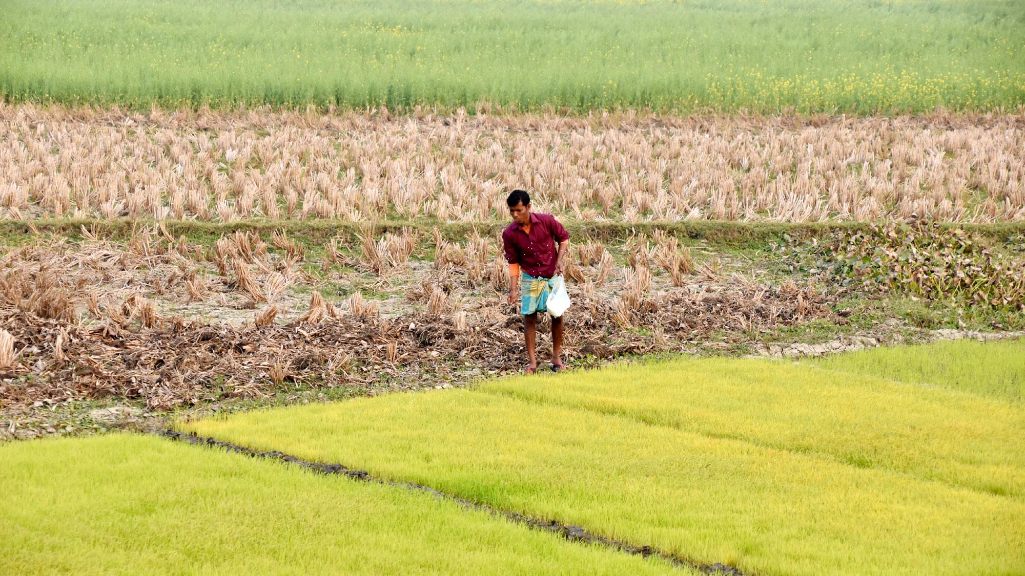 সারের দাম বাড়ায় বিপাকে পিরোজপুরের কৃষকেরা