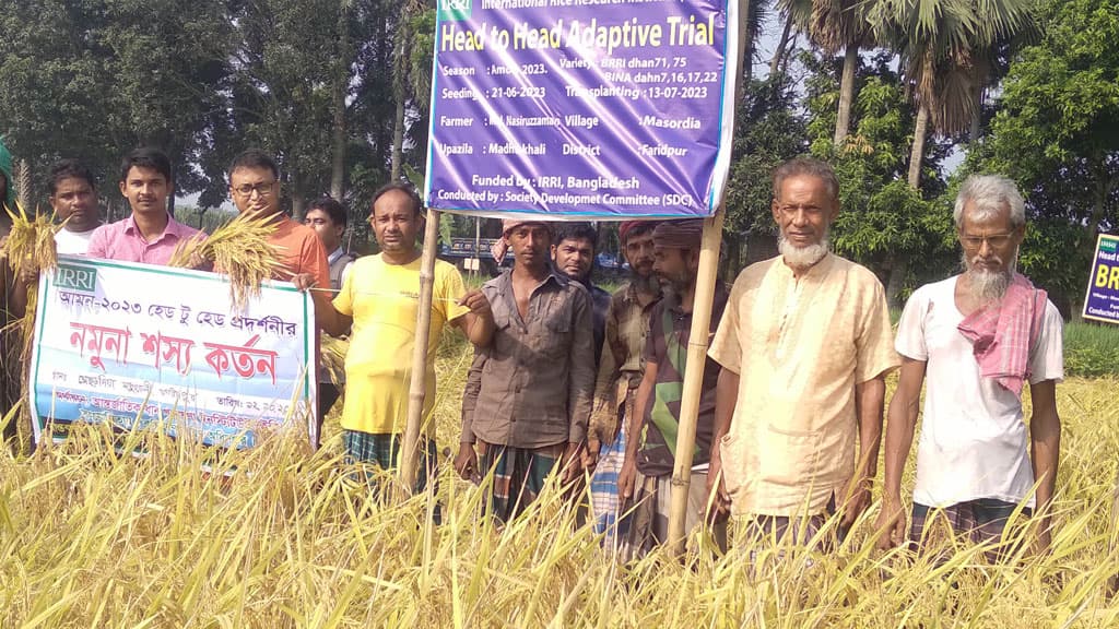 মধুখালীতে আগাম জাতের ধানের নমুনা শস্য কর্তন 