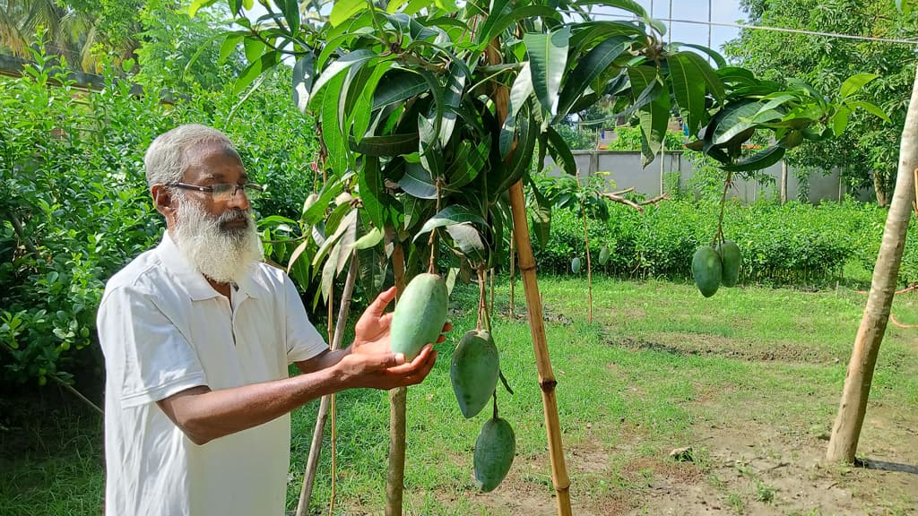 থাইল্যান্ডের কিউজাই জাতের আম এখন কেশবপুরে