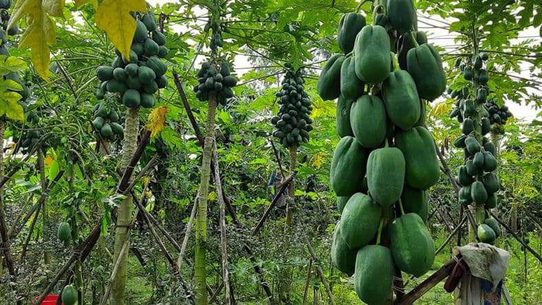 পেঁপে চাষে বদলে গেল বক্করের ভাগ্য