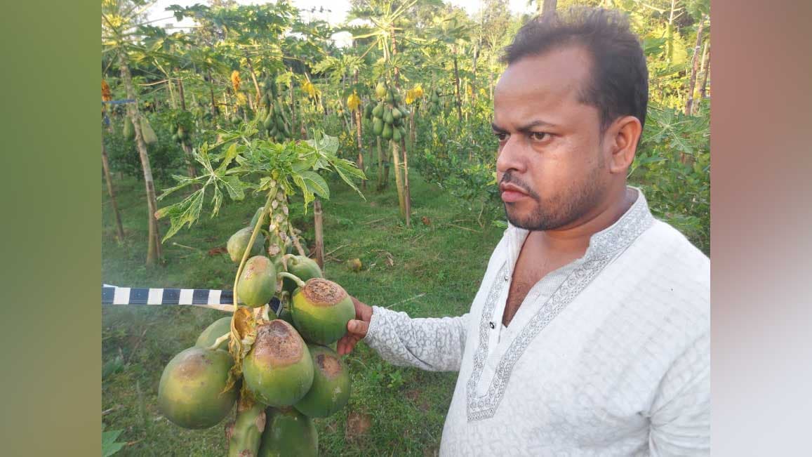 খেতের পেঁপে খেতেই নষ্ট