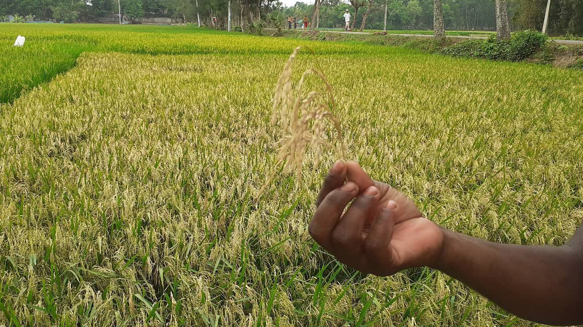 ব্লাস্ট রোগে মরে যাচ্ছে শিষ  দিশেহারা বোরোচাষি