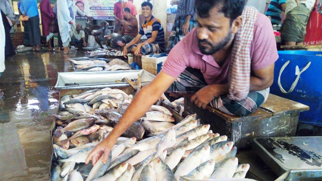 ধরা পড়ছে ডিমওয়ালা ইলিশ