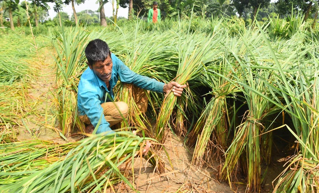 দিনের ছবি (২৮ অক্টোবর ২০২৪)