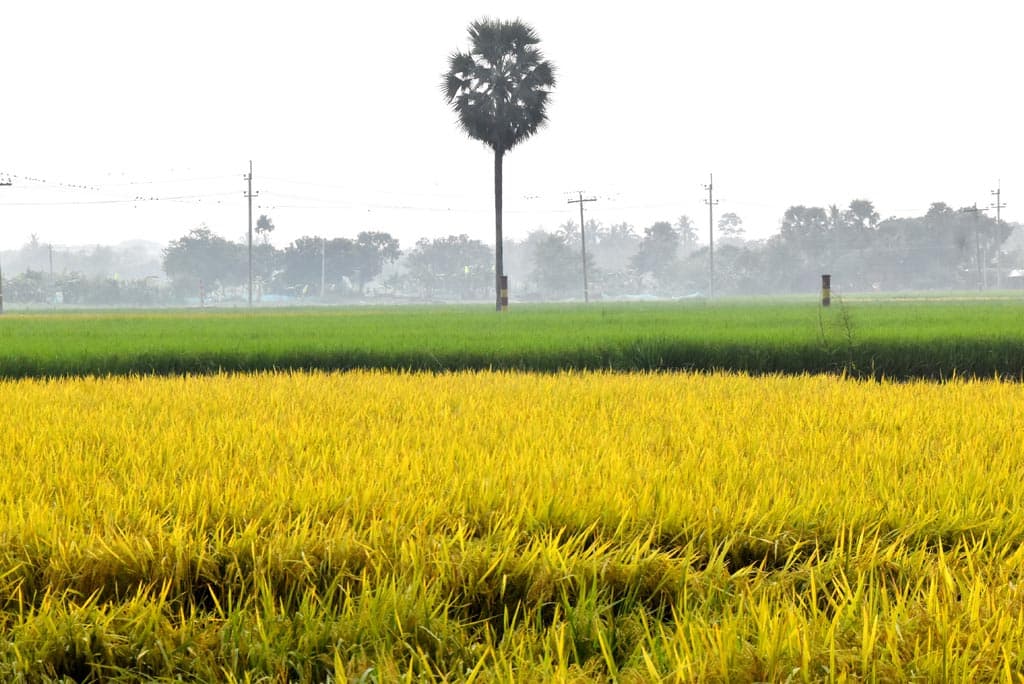 দিনের ছবি (২৭ অক্টোবর ২০২৪)