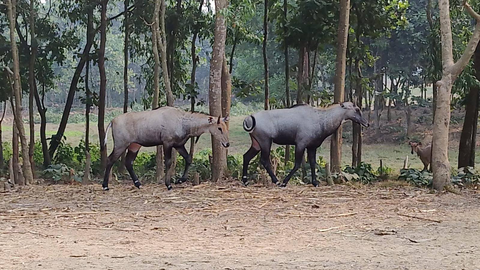 সাফারি পার্কে নীলগাই পরিবারে নতুন অতিথি