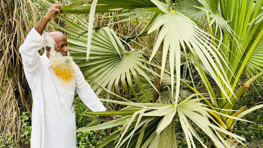 মুক্তিযুদ্ধে শহীদদের স্মরণে লাখের বেশি তাল গাছ লাগিয়েছেন খোর‌শেদ আলী