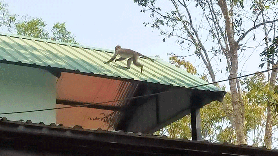 খাদ্যসংকটে পাড়ায় বানরের দল, আতঙ্কে শিশুরা