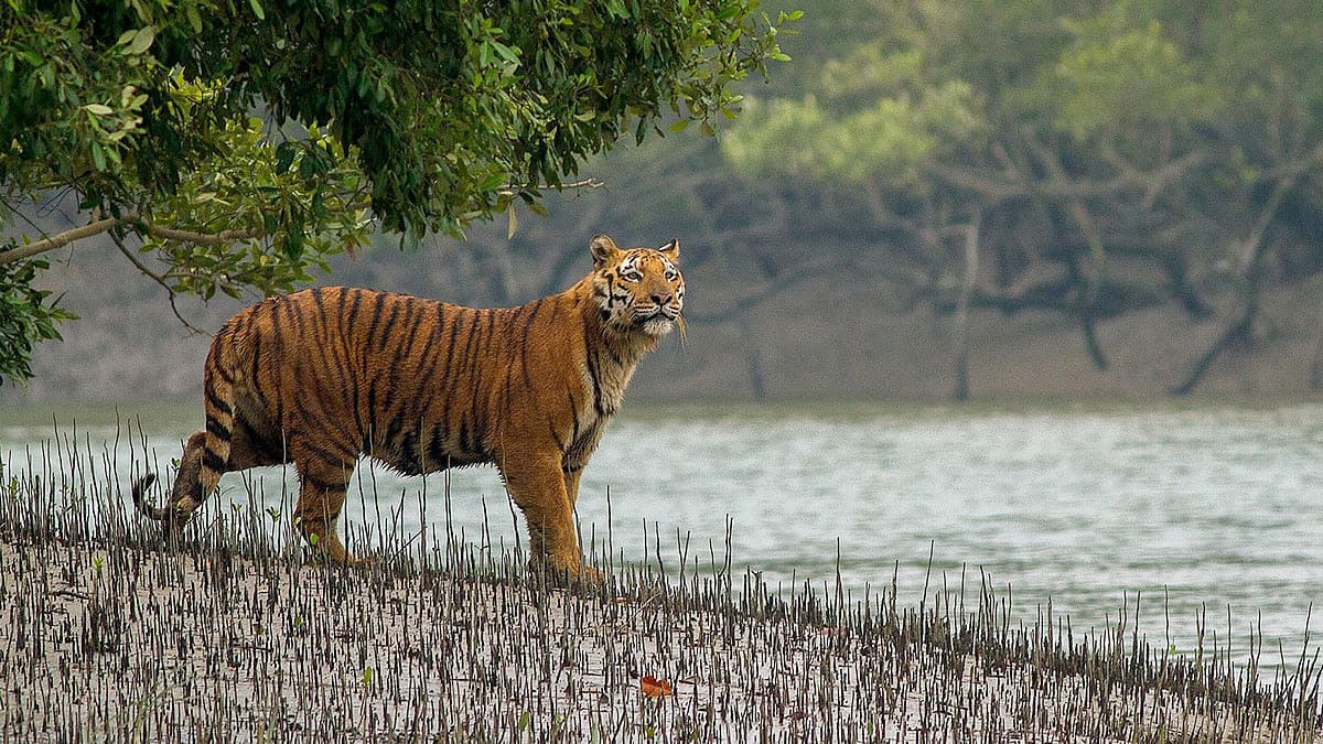 বাঘ বাড়ছে সুন্দরবনে