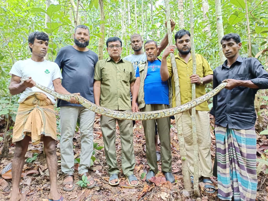 গাছে ঝুলছিল ১০ ফুট অজগর, বনে অবমুক্ত