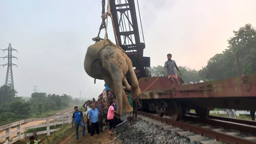 ট্রেনের ধাক্কায় আহত হাতিটি মারা গেছে