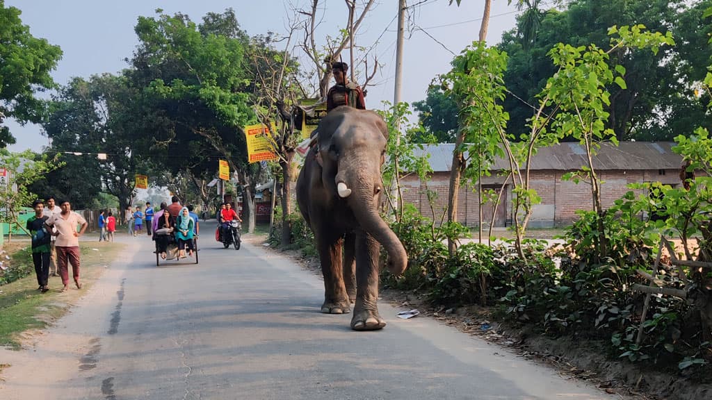 হাতি দিয়ে চাঁদাবাজির দায়ে দুই যুবকের ৬ মাসের কারাদণ্ড