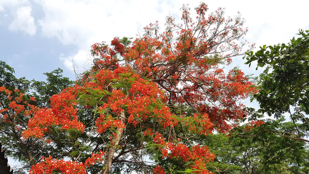 কৃষ্ণচূড়ায় মুগ্ধ দর্শনার্থী