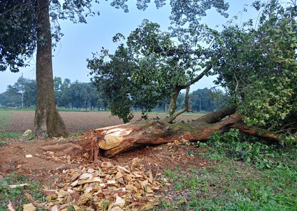 বীজবর্ধন খামারে কাটা হচ্ছে শতবর্ষী ৫৪ গাছ