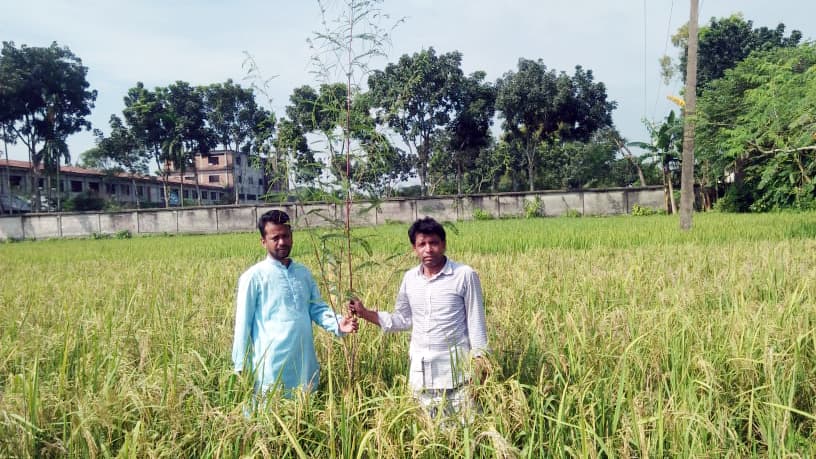 পোকা দমনে পার্চিং কৃষকের আশার আলো