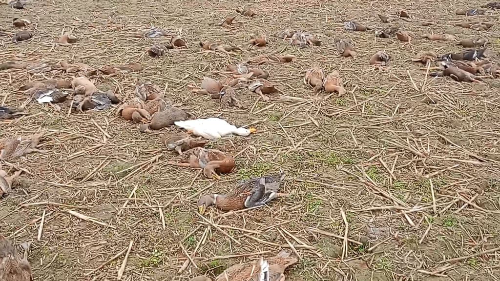 দুর্বৃত্তের বিষে মরল খামারির ৭০০ হাঁস