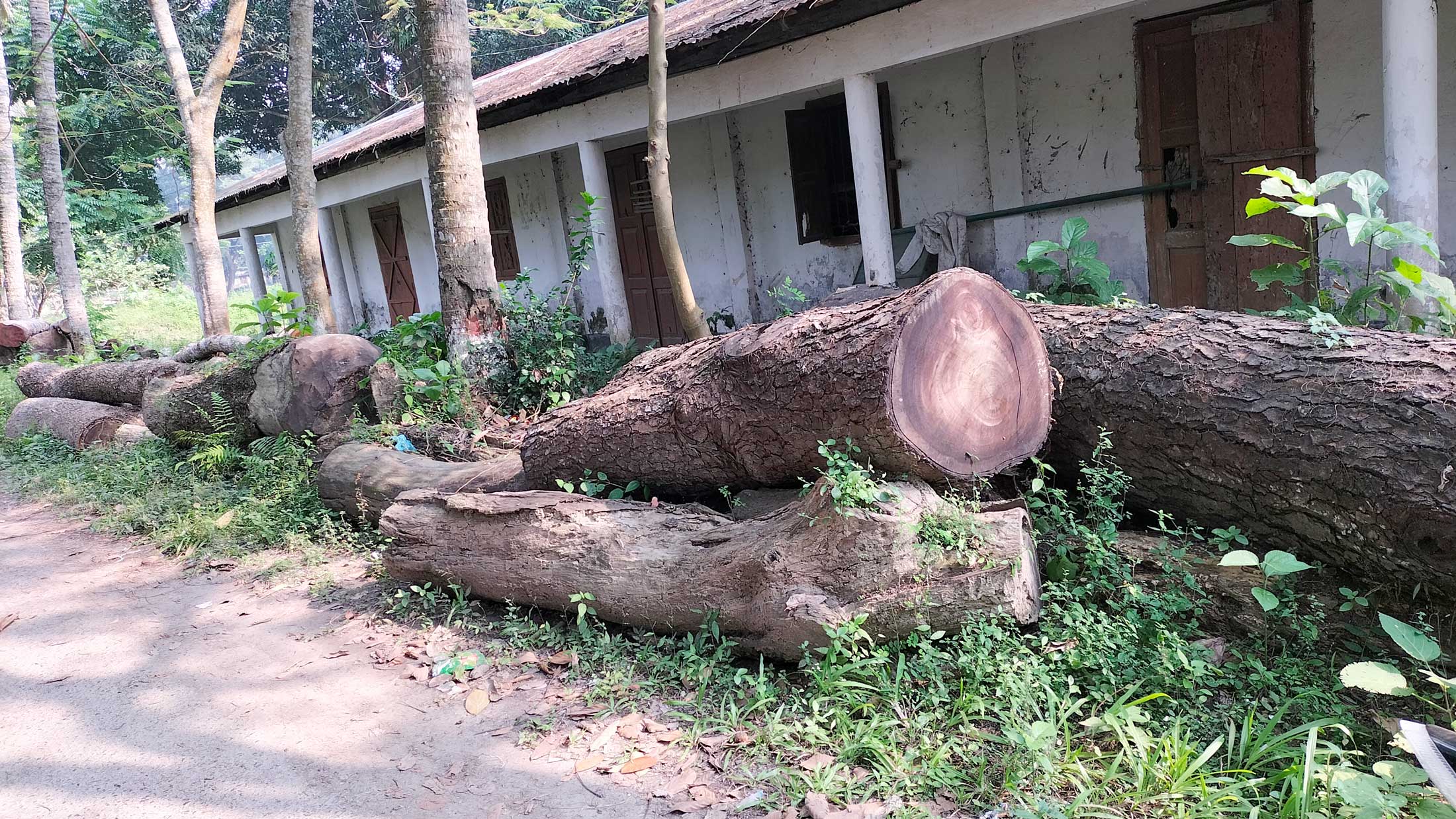 বন অফিসে নষ্ট হচ্ছে কাটা গাছ