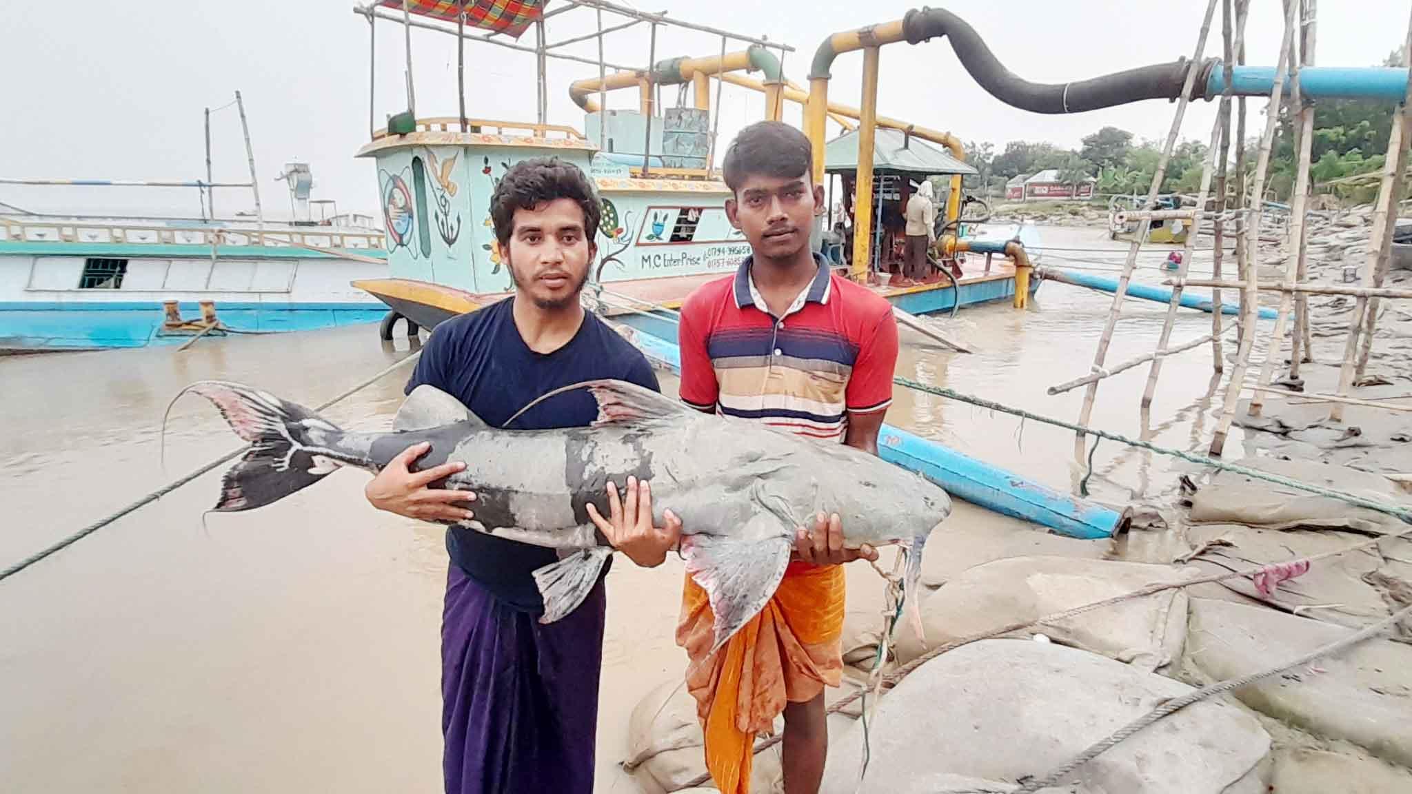 ৩৫ কেজির পদ্মার বাগাইড় বিক্রি হলো ৪৫ হাজার টাকায়