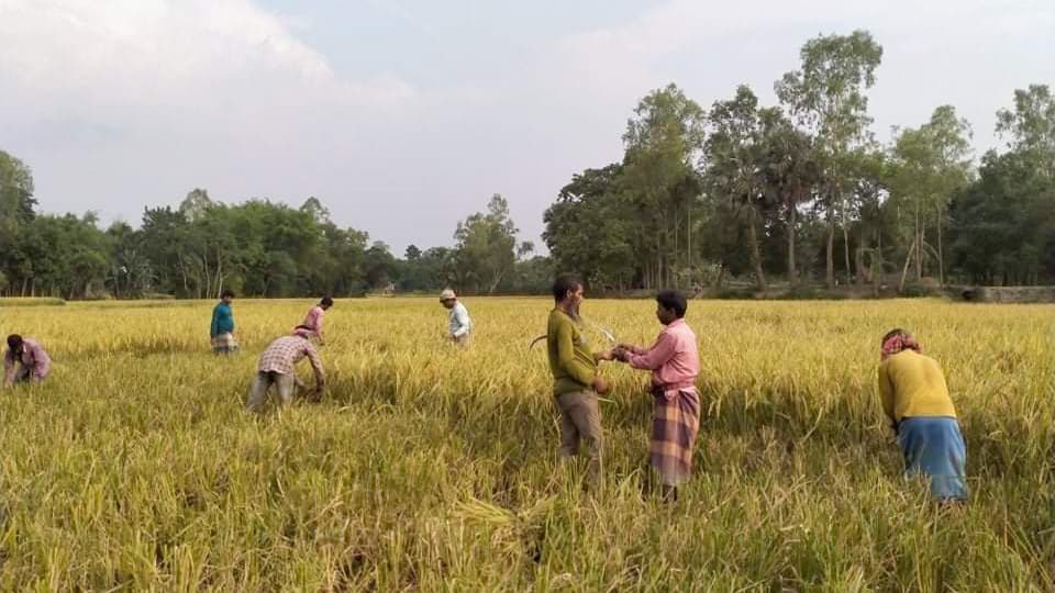 ধান কাটা শুরু হলেও কৃষক পরিবারে নেই আনন্দ