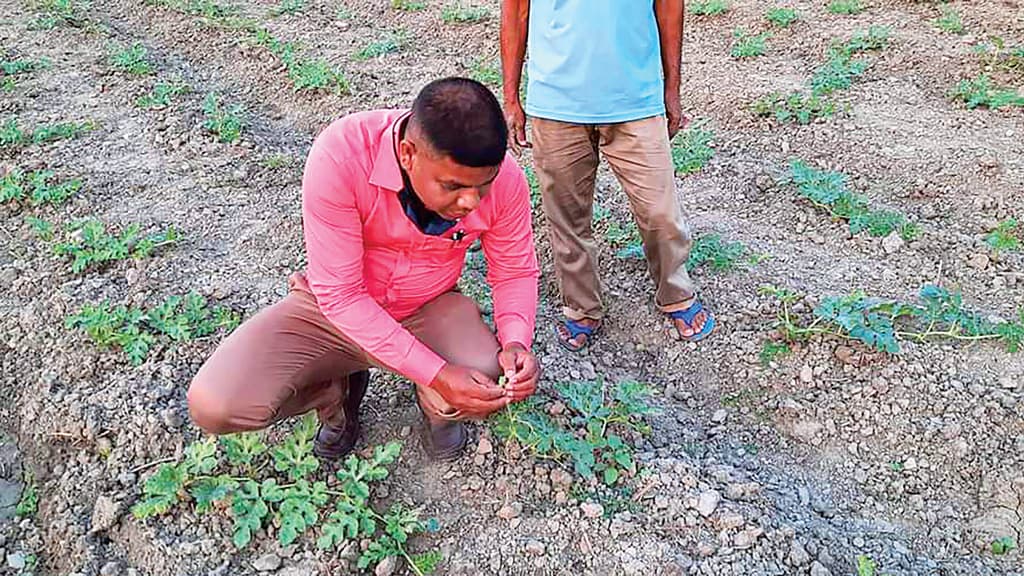 ধানের বদলে তরমুজের চাষ