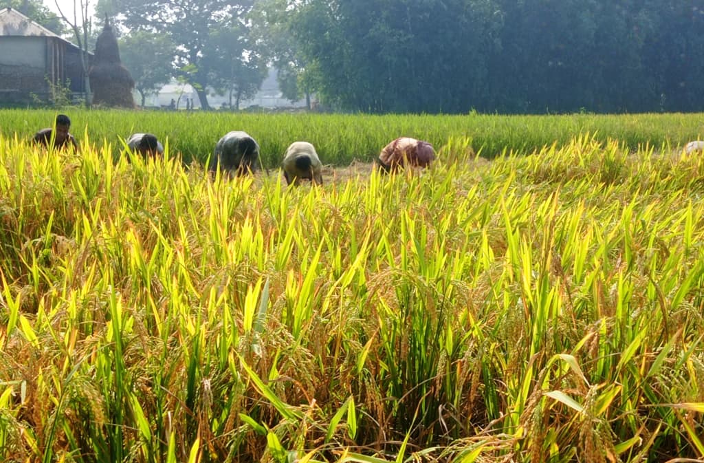 নতুন ধান কাটা শুরু হলেও প্রভাব পড়েনি চালের বাজারে 