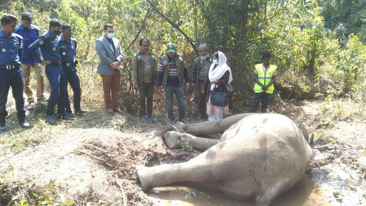 ঝিনাইগাতীর গজনী সীমান্তে বন্য হাতির মৃতদেহ উদ্ধার