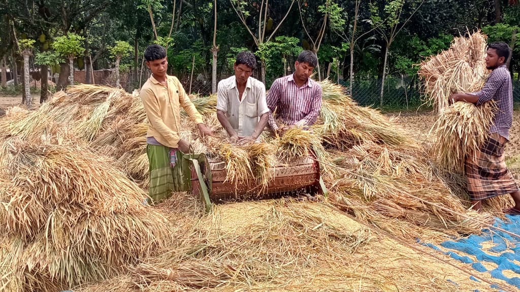 গাংনীতে বোরোর ফলনে খুশি, দামে বেজার চাষি